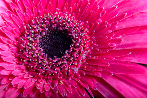 istock Germini flower pink blossom isolated on white background. Shallow depth. Soft toned 1204615766