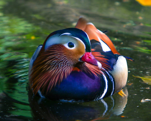 Male Mandarin Duck Male mandarin duck at Battersea Park in breeding plumage drake male duck photos stock pictures, royalty-free photos & images