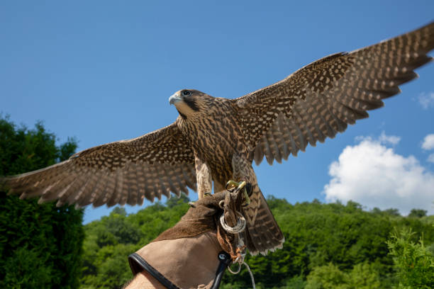 falcon - falconry glove - fotografias e filmes do acervo