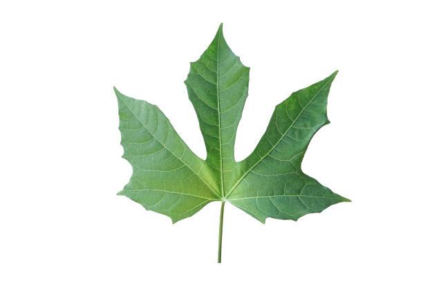 istock Chaya leaf isolated on white background wiht clipping paths 1204619106
