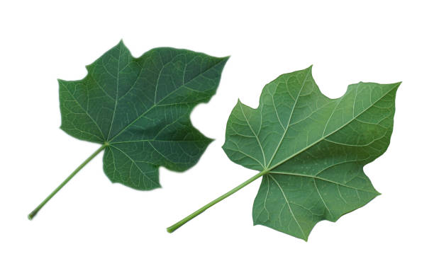 istock Physic nut leaves, Purging nut or Barbadose nut (Jatropha curcas L.) 1204619126