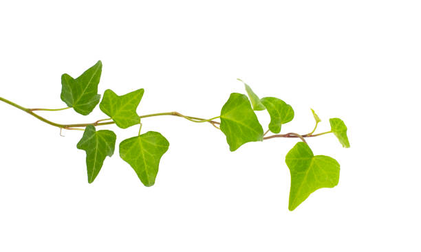 istock green ivy isolated on a white background. 1204620774