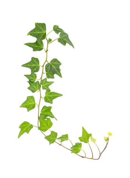 istock green ivy isolated on a white background. 1204620792