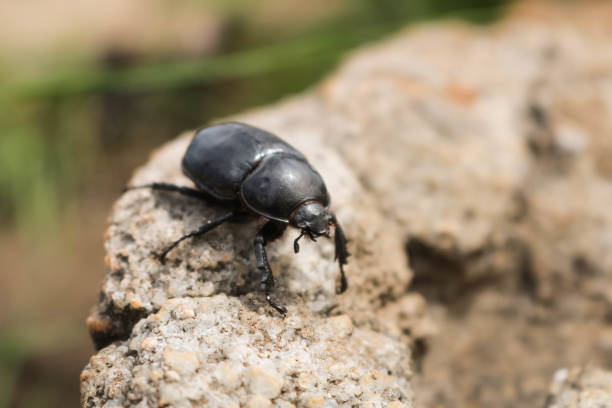 istock close-up of black ladybug walking on a rock 1204621806