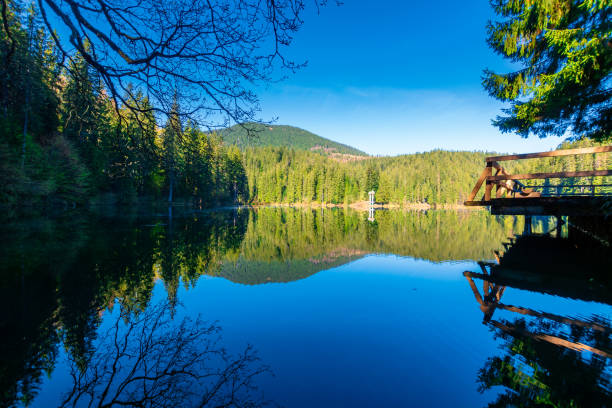 istock mountain lake among the coniferous forest 1204622366