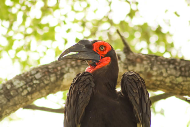 istock exotic bird with red face sitting on tree branch 1204622705