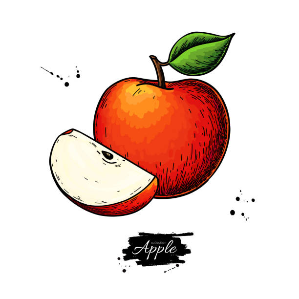 アップルのベクター描画。手描きの果物に葉とスライスを添えます。夏の食べ物のイラスト。 - apple outline red vector点のイラスト素材／クリップアート素材／マンガ素材／アイコン素材