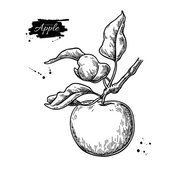 illustrations, cliparts, dessins animés et icônes de dessin vectorielle d’apple. branchement d’arbre dessiné à la main avec des fruits et des feuilles. illustration gravée de modèle de nourriture d’été. - apple apple tree branch fruit