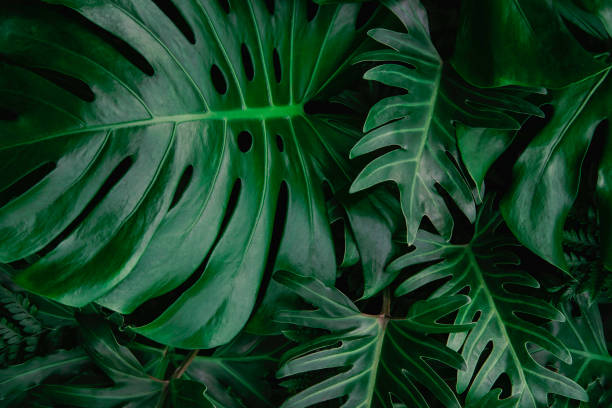 istock Creative tropical green leaves layout. Nature spring concept. Flat lay. 1204625220