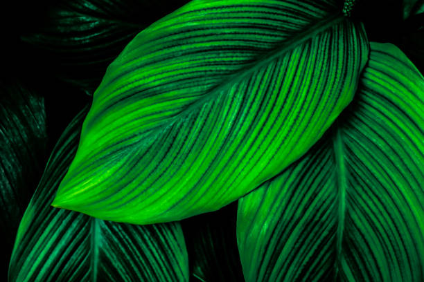 istock Close up, Spathiphyllum cannifolium leaf, abstract green texture, nature background, tropical leaf 1204625251