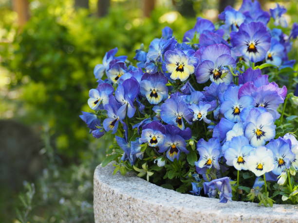 Decorative petunia planter next to garden pond