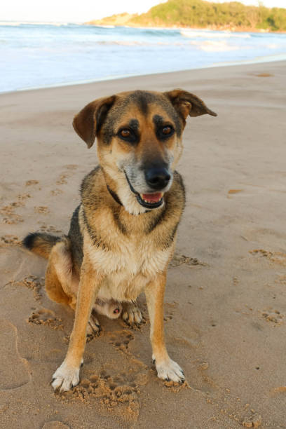 istock happy german sheppard dog at a beach 1204626210