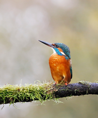A closeup of a kingfisher perched on a branch