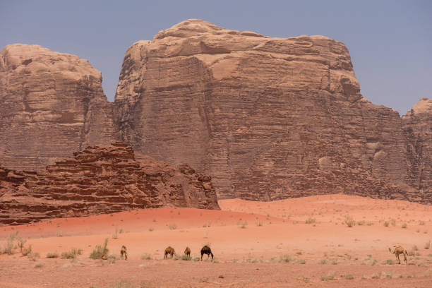 istock Camels in Wadi Rum desert, Jordan 1204628123