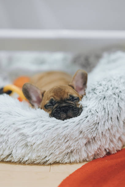 istock French Bulldog Puppy 1204628455