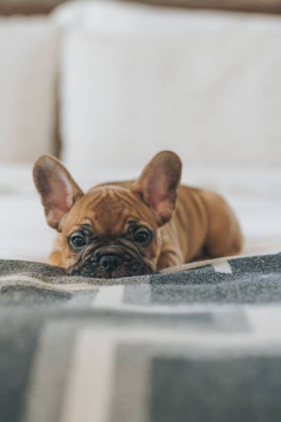 istock French Bulldog Puppy 1204628519