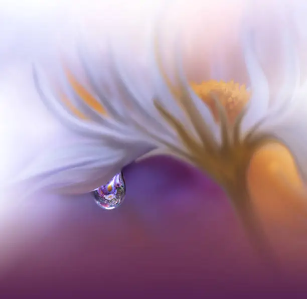Nature,Flower,Daisy,Drop,Water
