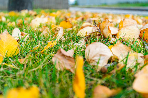 Fallen autumn leaves creating a colorful carpet on the grass in a park during the fall season