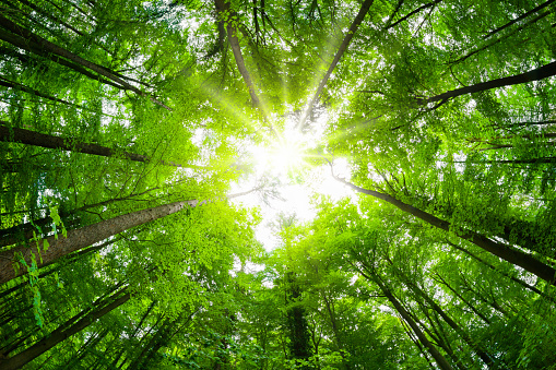 Canopy gran angular en un hermoso bosque verde photo