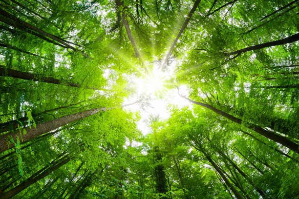 baldacchino grandangolare girato in una bellissima foresta verde - cima di albero foto e immagini stock