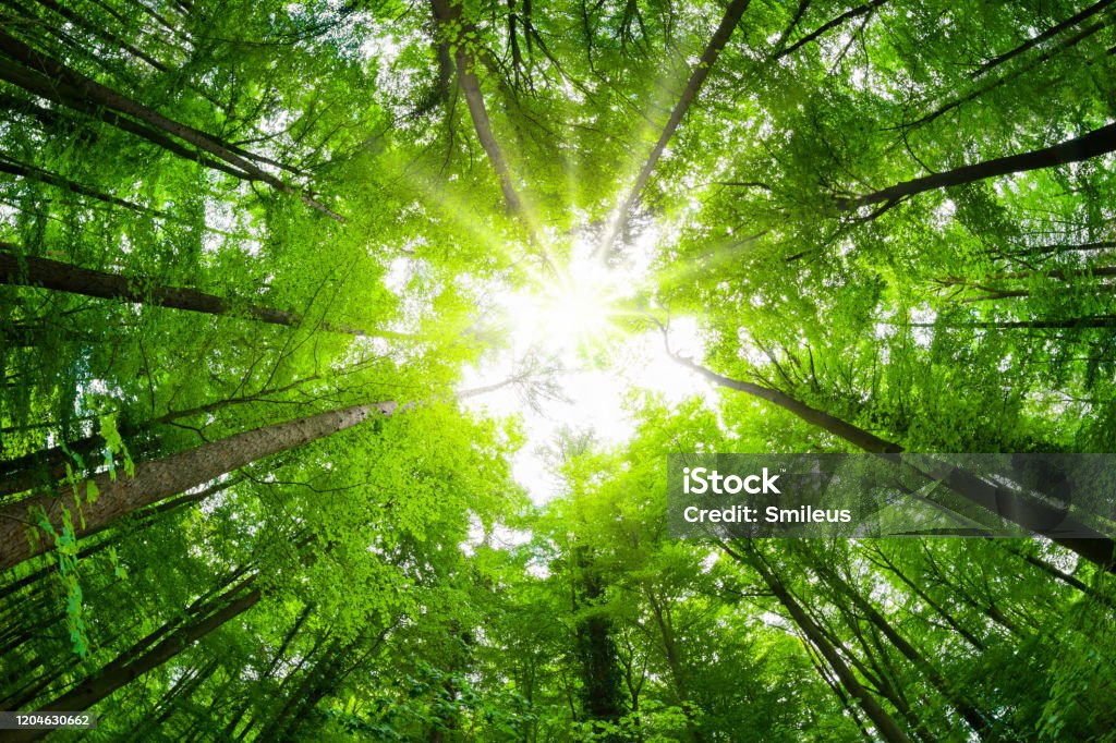 Wide-angle canopy shot in a beautiful green forest Wide-angle canopy shot in a beautiful green forest, magnificent upwards view to the treetops with fresh green foliage and the sun Treetop Stock Photo