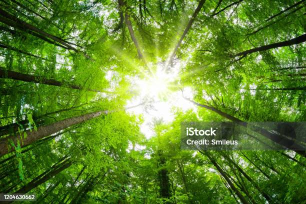 Wideangle Canopy Shot In A Beautiful Green Forest Stock Photo - Download Image Now - Treetop, Tree, Fish-Eye Lens