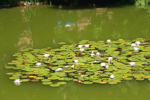 Lotus water lily pads on a calm pond water surface, Hanoi, Vietnam.