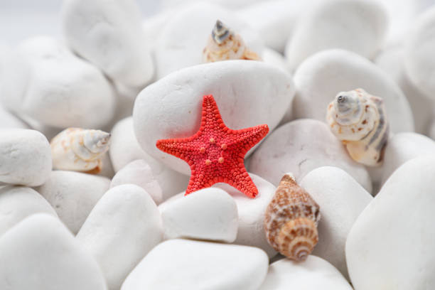 Starfish stuck to the glass against the coral. High quality photo