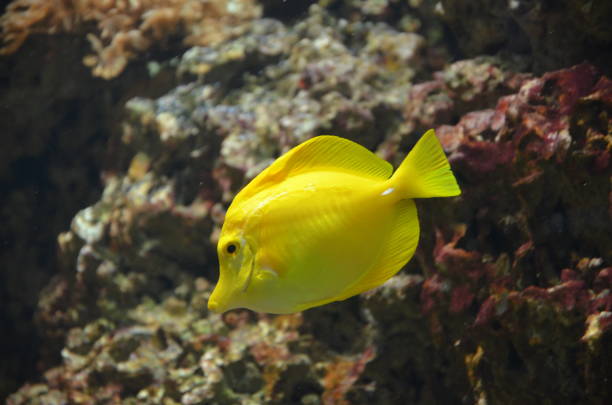 istock Tropical fish in aquarium, Frankfurt am Main (Germany) 1204632126