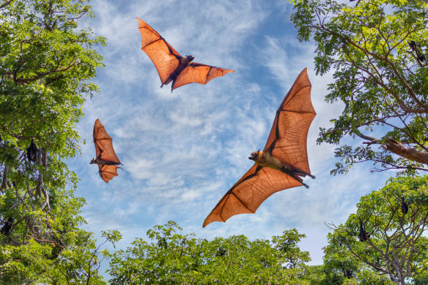 Fruit bats in Sri Lanka Fruit bats flying in Sri Lanka flying fox photos stock pictures, royalty-free photos & images
