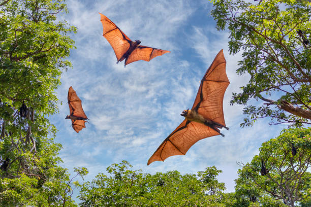 fruit bats in sri lanka - photography nature rural scene full frame imagens e fotografias de stock