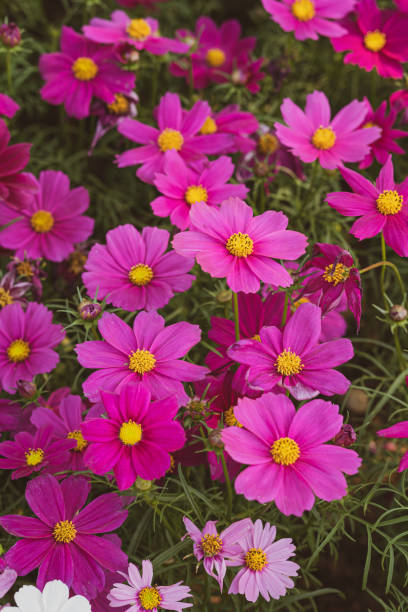 istock beautiful bright coloured wild flowers growing  for background and texture 1204634075