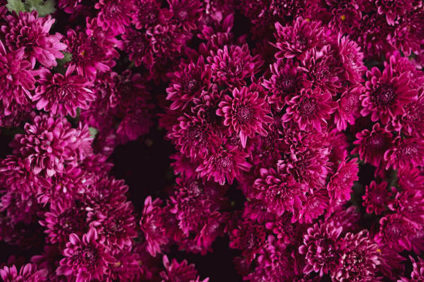 istock beautiful bright coloured wild flowers growing  for background and texture 1204634143