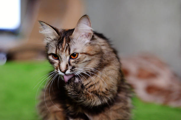 istock Funny cat at home. Yellow eyes. 1204635307