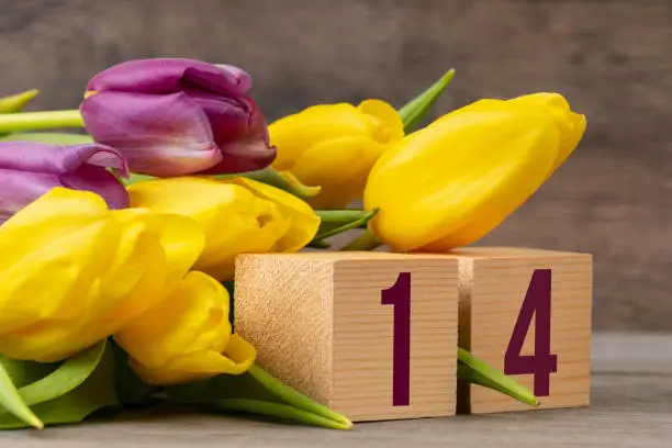 number 14 on wooden blocks with yellow and violet tulips, valentine's day card