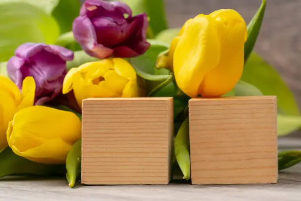 yellow and violet tulips on wooden table with blank wooden blocks