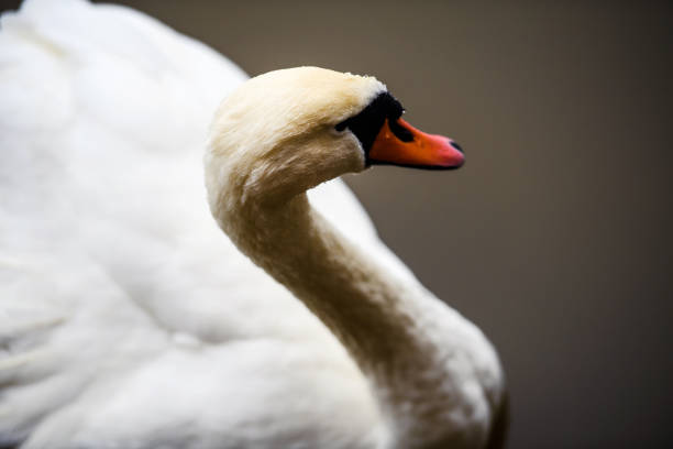 Beautiful young swans in lake