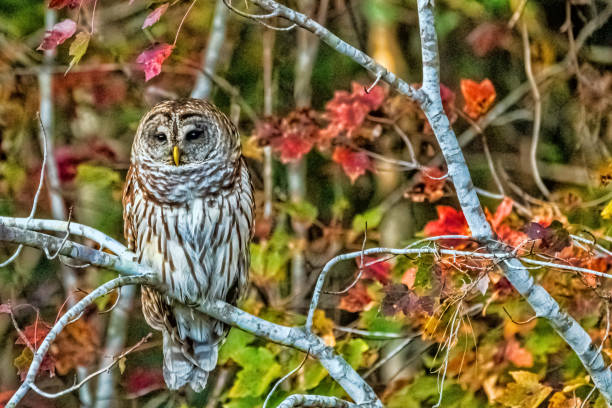 Barred Owl with Autumn Colors