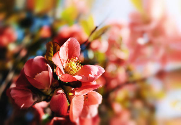 Blossoming red flowers in Spring on tree