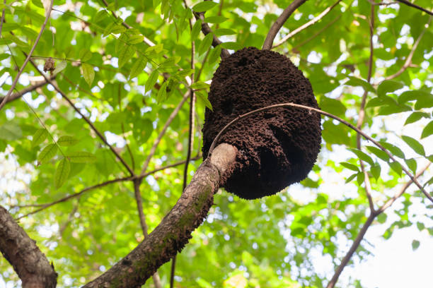 An arboreal termite nest, Dominican Republic nature