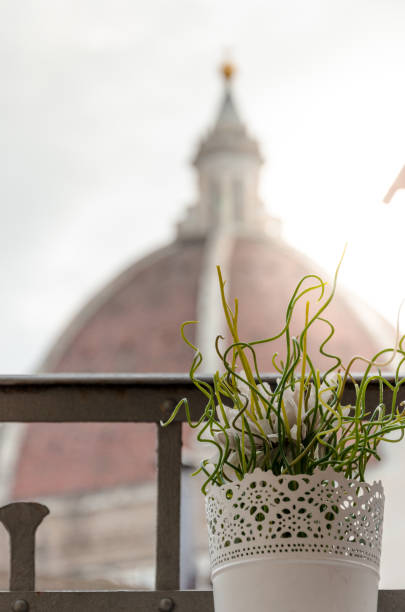 A plant closeup on a balcony of an apartment, overlooking Cathedral of Santa Maria del Fiore.