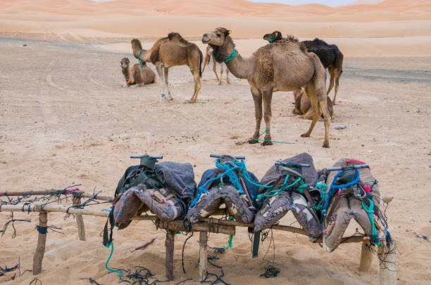 istock Saddles and camels in desert 1204637640