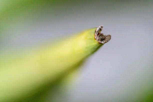 Single leaf of a Fenugreek seedling with the seed case still attached at the end of the leaf which is the only part in focus. The seedlings are growing in a flowerpot.