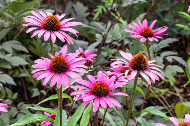 Echinacea purpurea 'Magnus' Echinacea purpurea 'Magnus' an herbaceous pink purple perennial summer autumn flower plant commonly known as coneflower double flower stock pictures, royalty-free photos & images