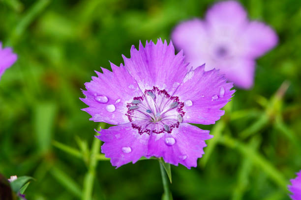 Dianthus amurensis 'Siberian Blue' a purple pink blue herbaceous summer flower plant commonly known as Amur pink