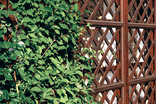 Image of a wrought iron garden gate and trellis in fall