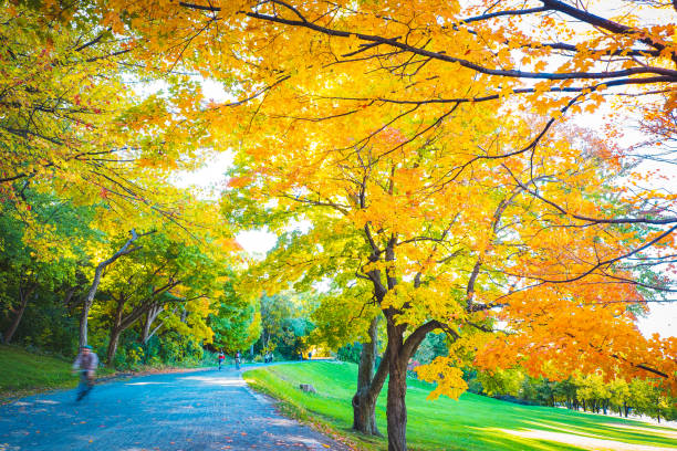 istock Mont Royal in Autumn, Montreal, Canada 1204639423