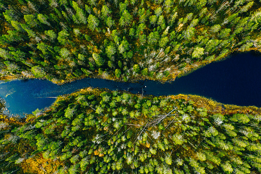 Aerial view of fast river through green pine forest in Finland, Oulanka national park.