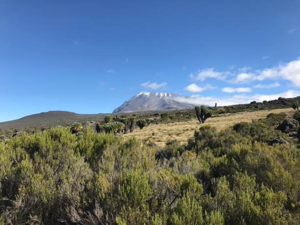 Tanzanian landscape with highest peak of Kilimanjaro at background, Africa. stock photo