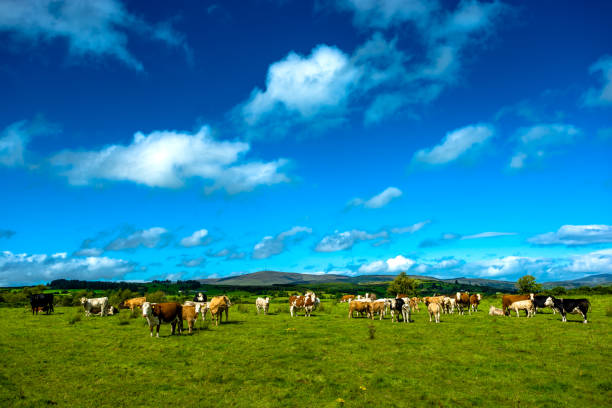 istock Herd of Cattle on Sunny Pasture 1204641481